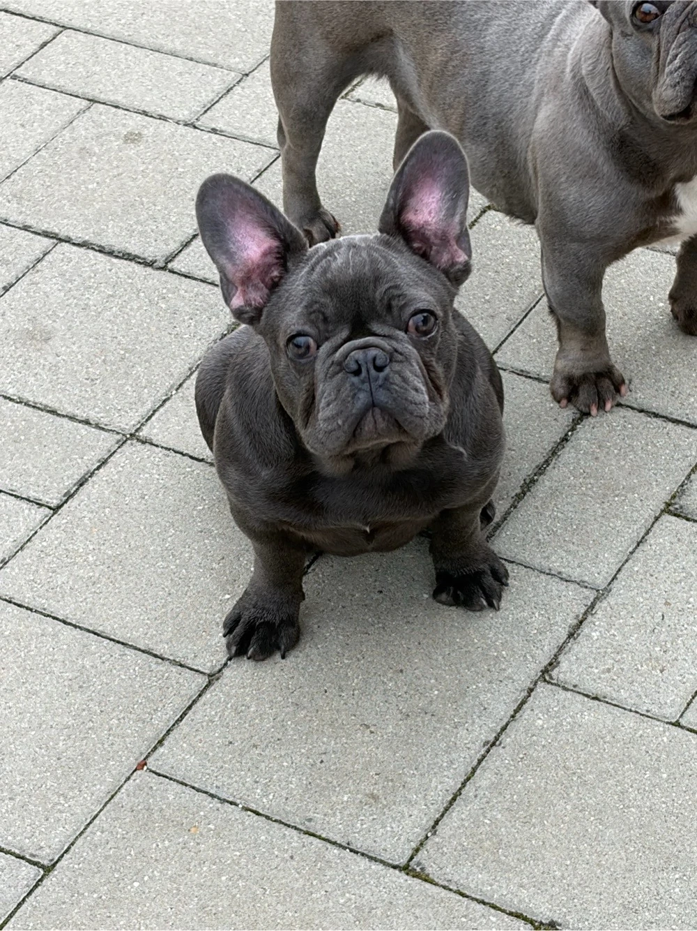 Bulldog Francez Femela 4 luni