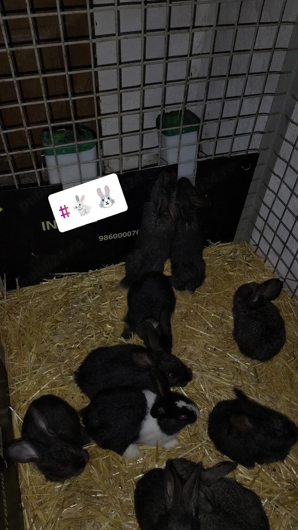 Vând iepurași, detalii la Nr de tel