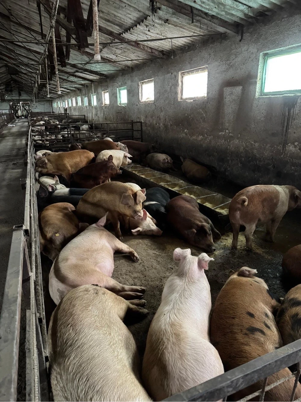 vand porci