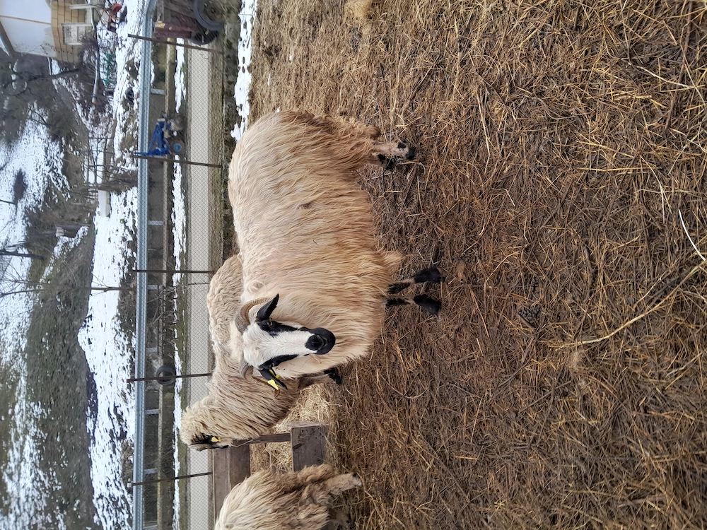 Vând    șase    oi 