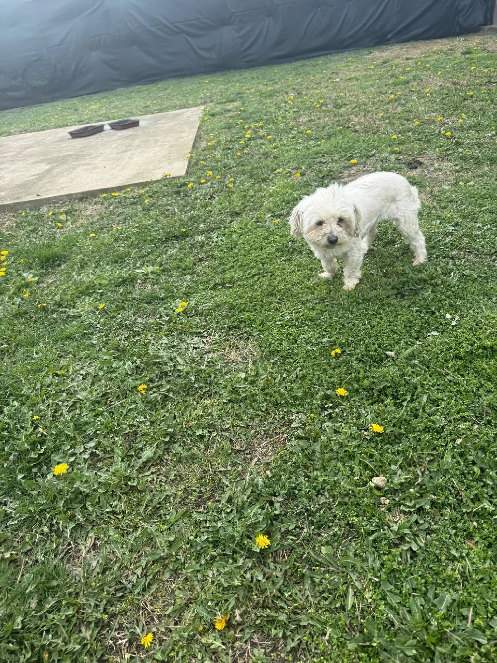 De vinzare bisoni maltezi 2femele 