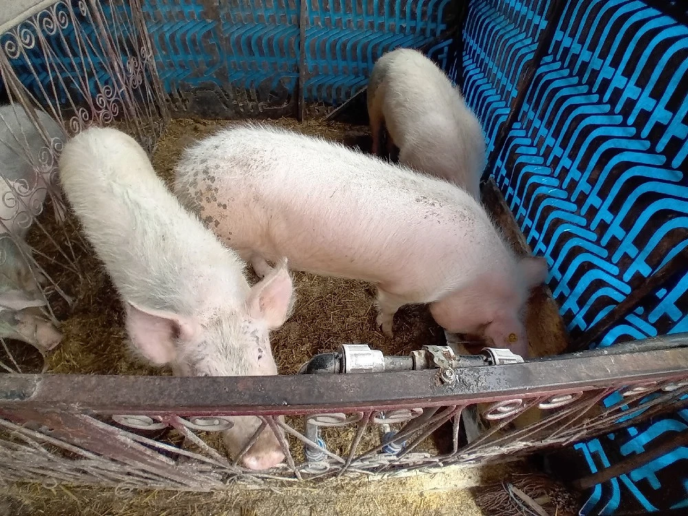 porci de vanzare