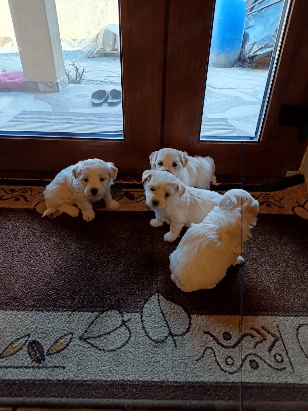 Vând 1 catelusa bichoni maltez adorabili .