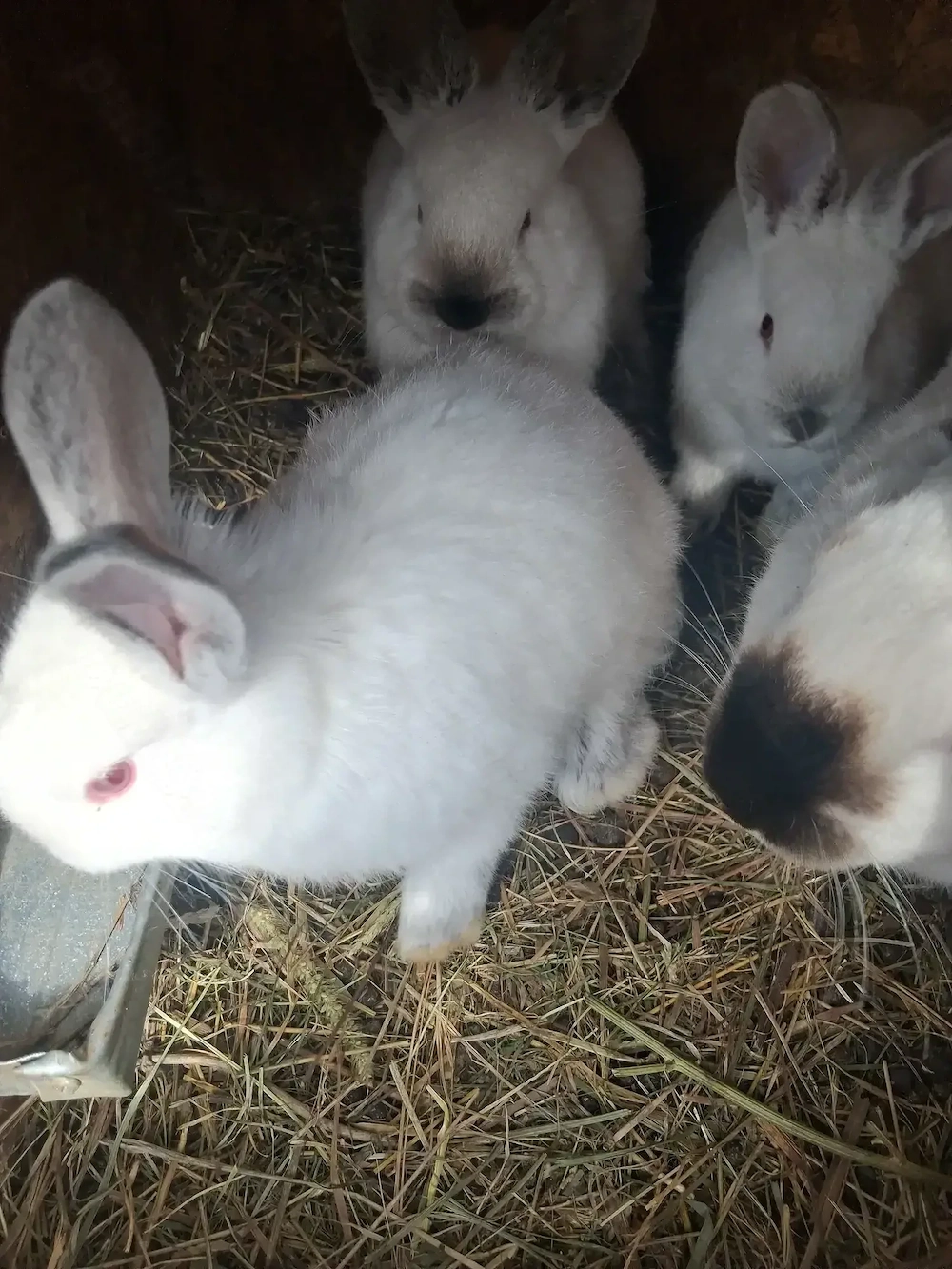 Vând pui de iepuri 55 de lei bucata 