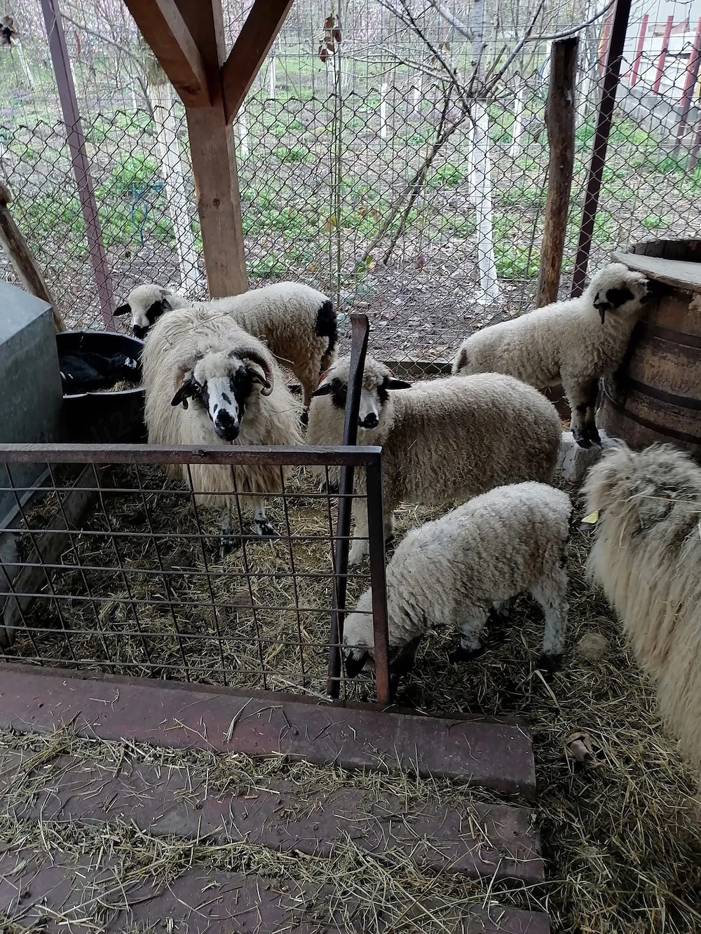 Miei de vânzare pentru sărbători 