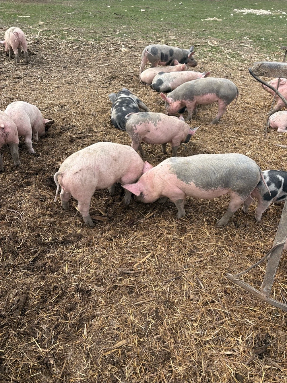 porci de carne
