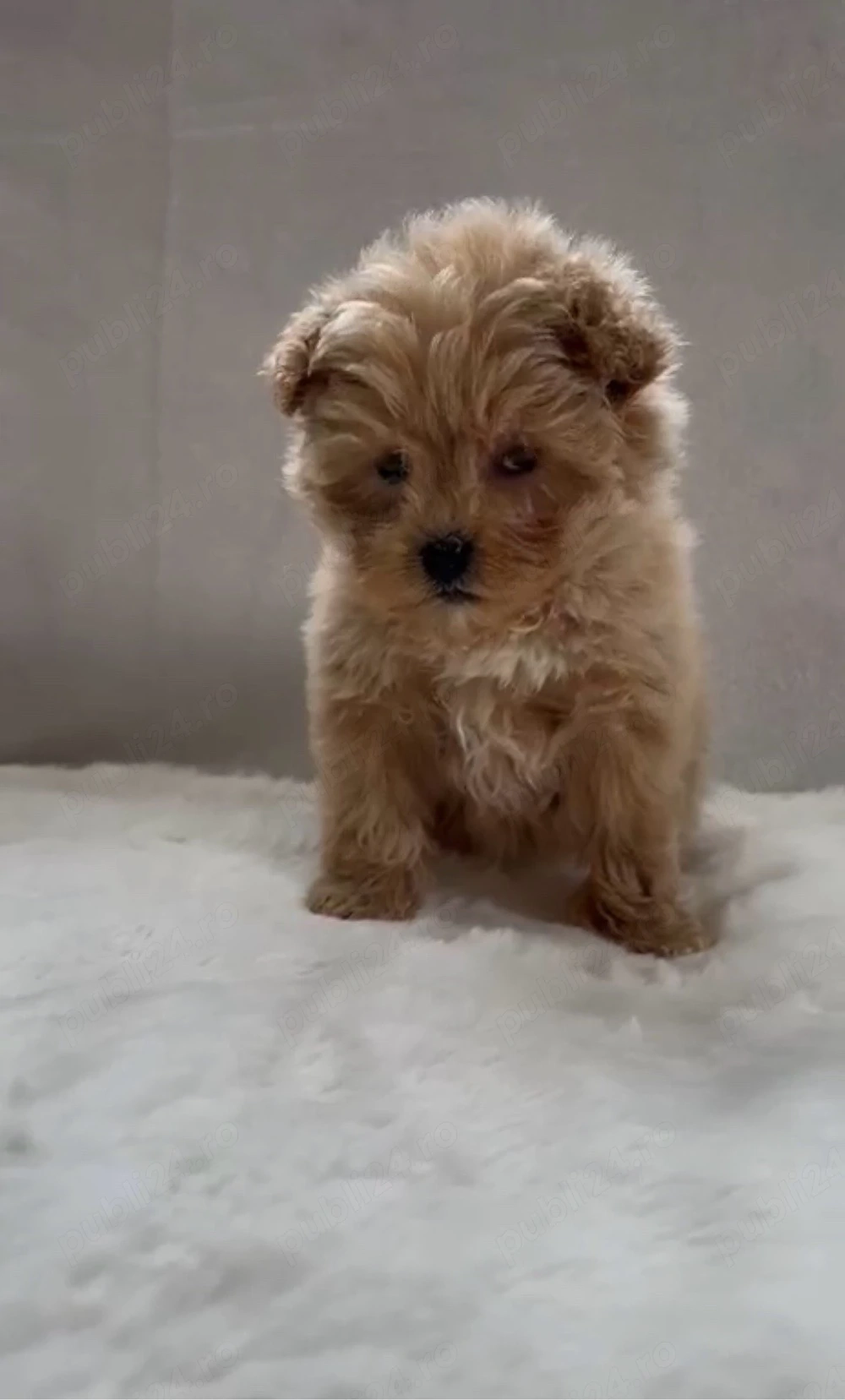 Cățelușă Maltipoo