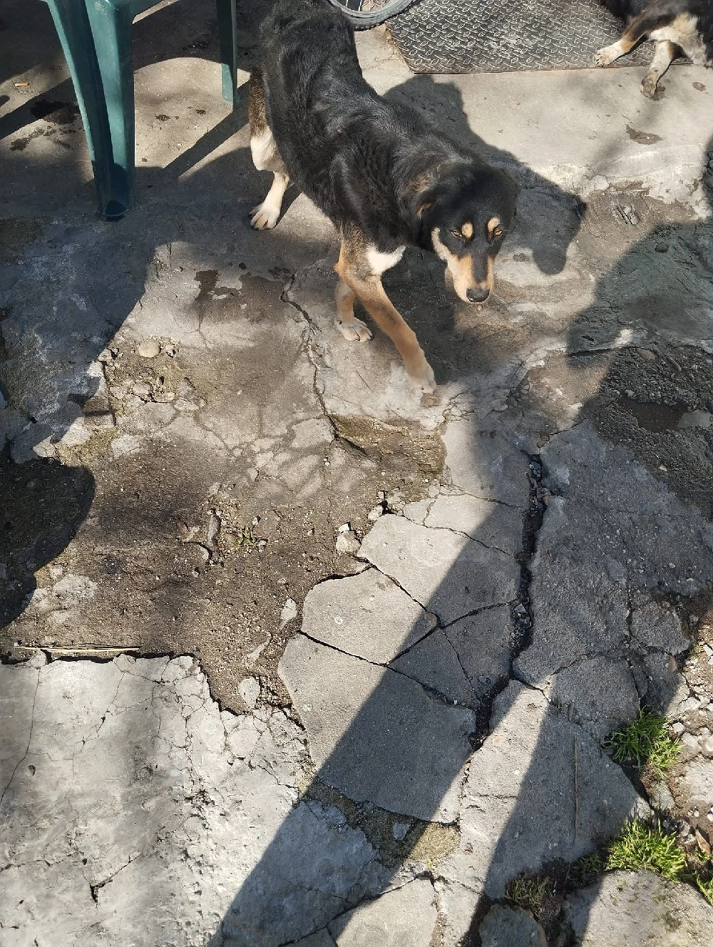 Ofer spre adopție 