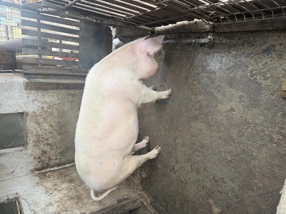 Vând porc de carne 