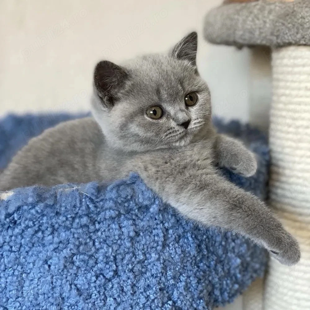 British shorthair puiuți 