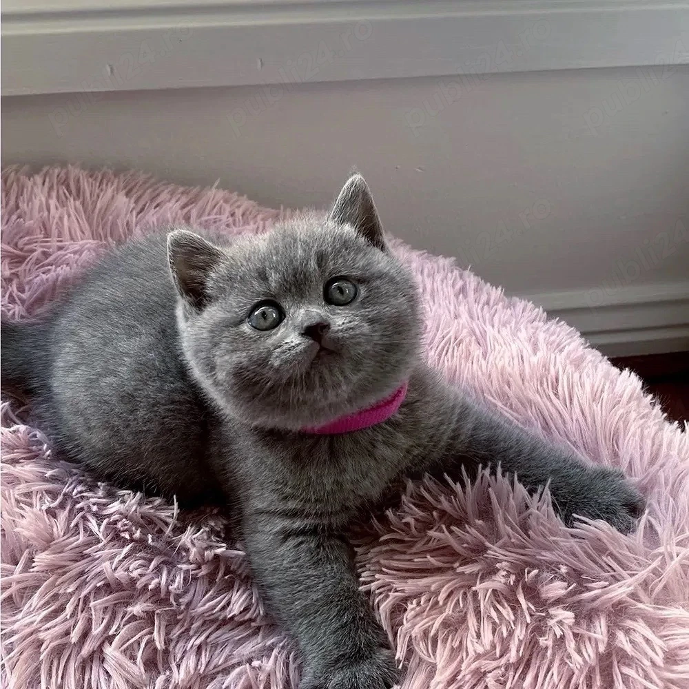 British shorthair pisoiași