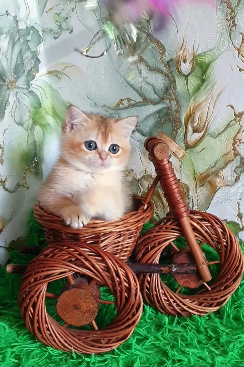 British shorthair pui