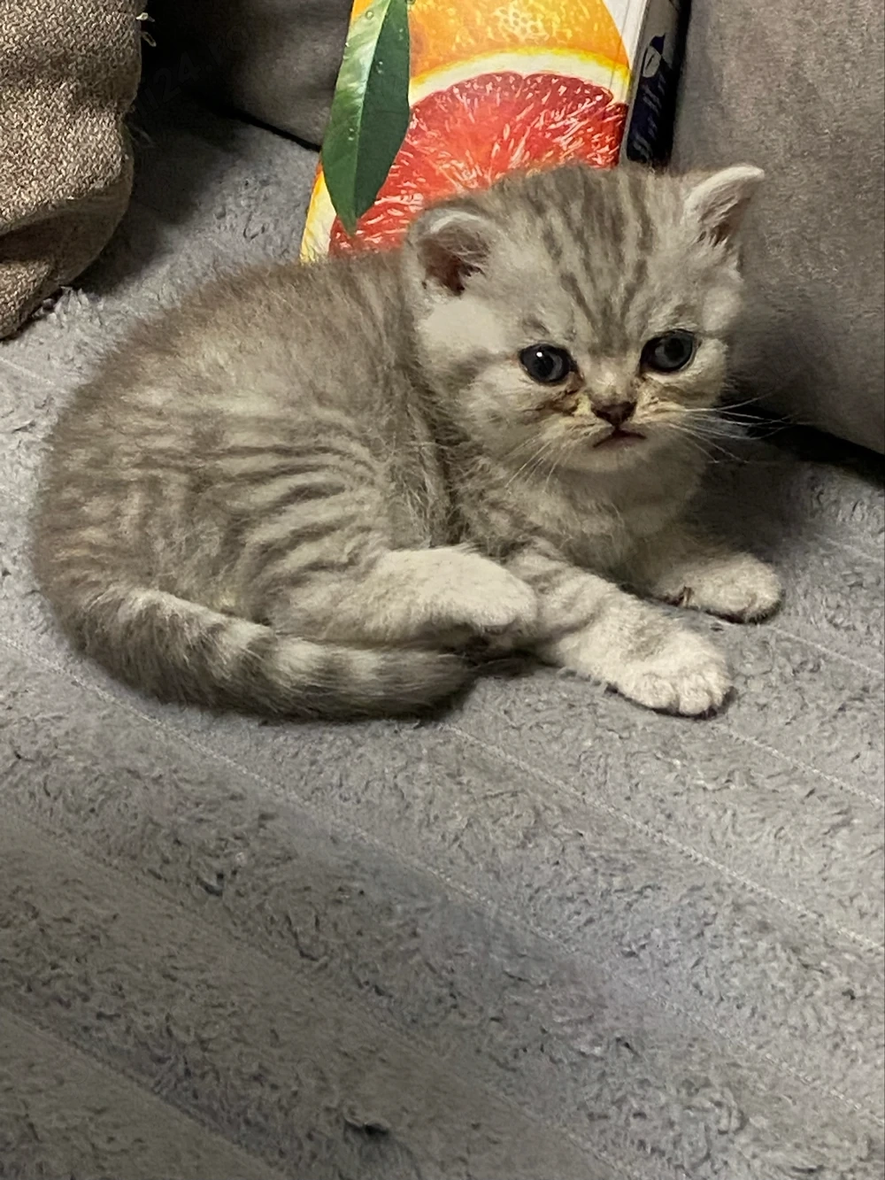 vand baietel British