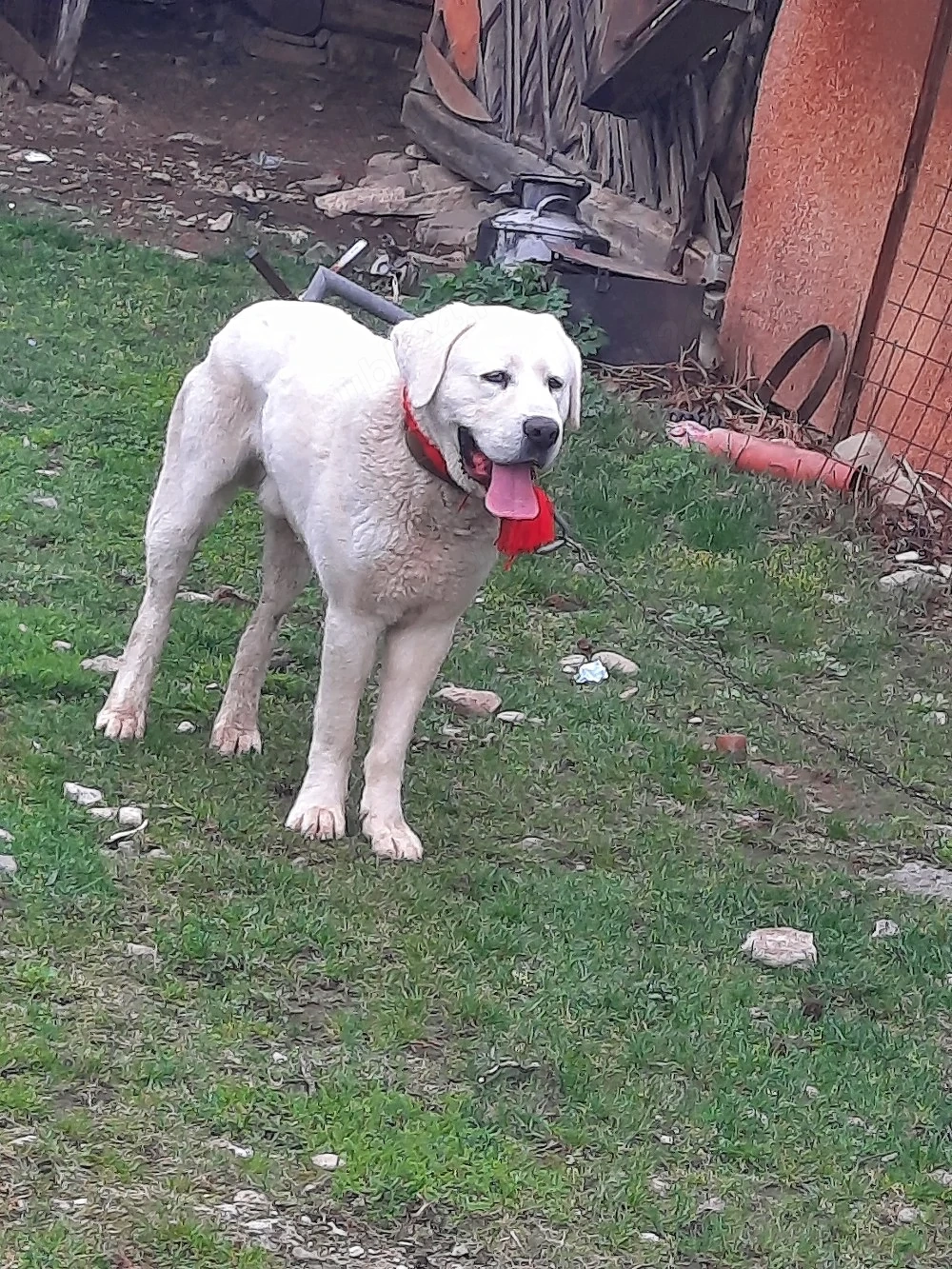 mascul asia cu pedigri disponibil