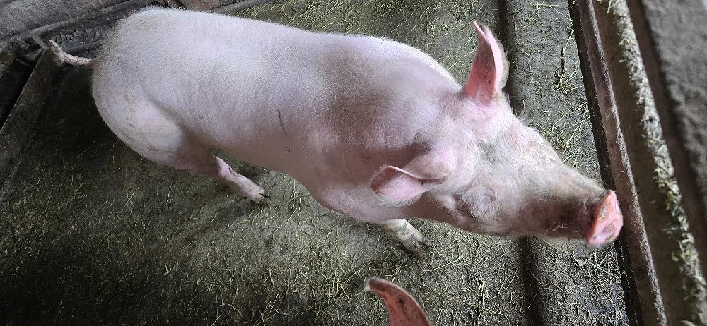 Porci de vânzare 