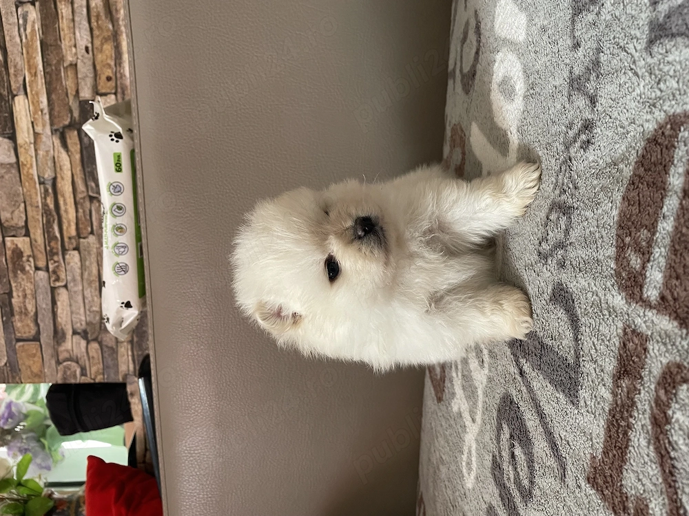 Pomeranian talie mică 