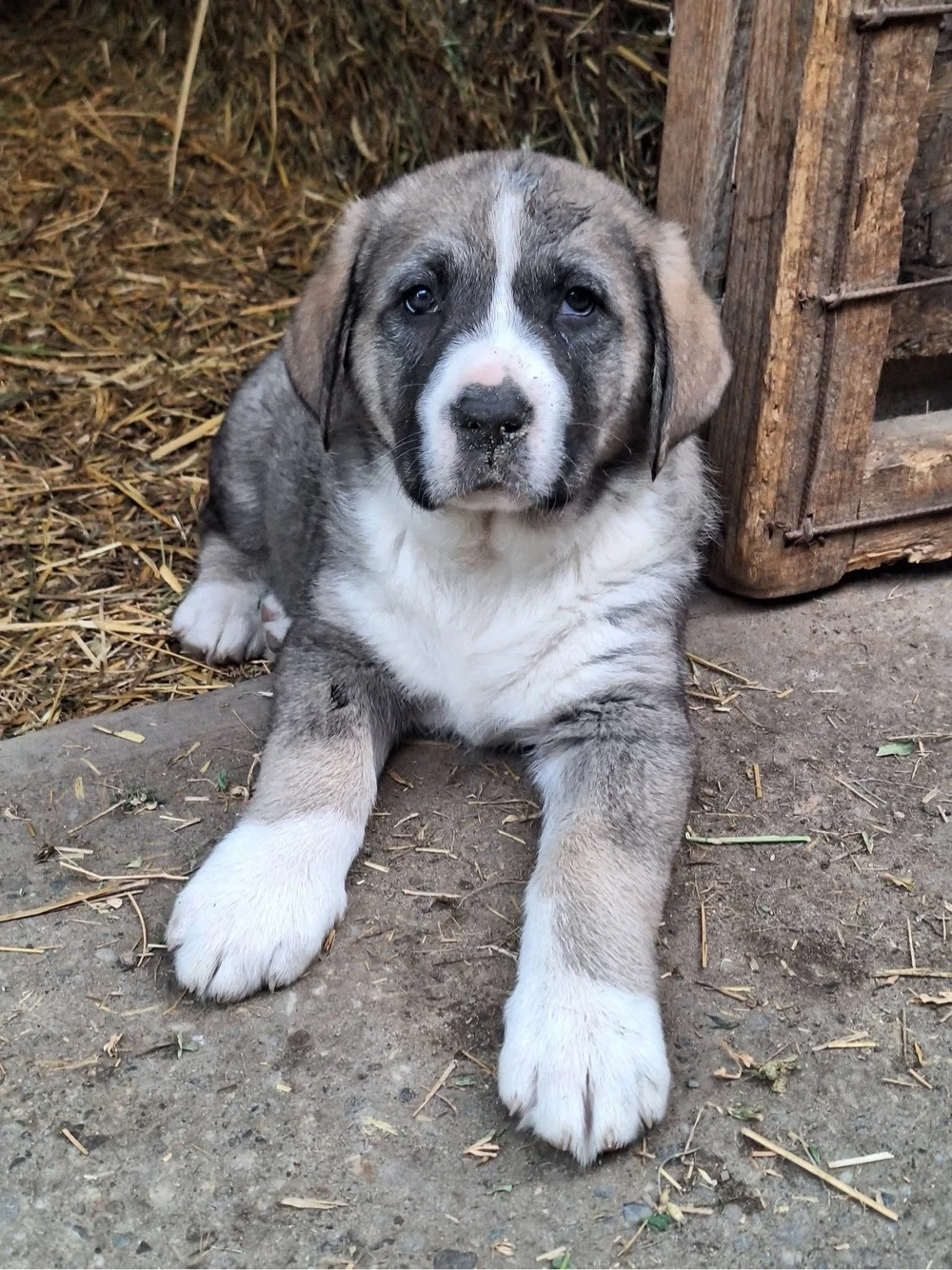 Vand Cateii Volkodav 