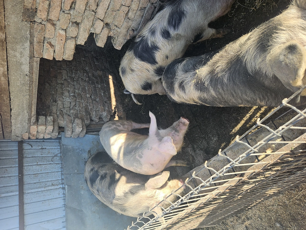 Se vinde 5 buc de la 100-140 kg si o purcea de 230kg 