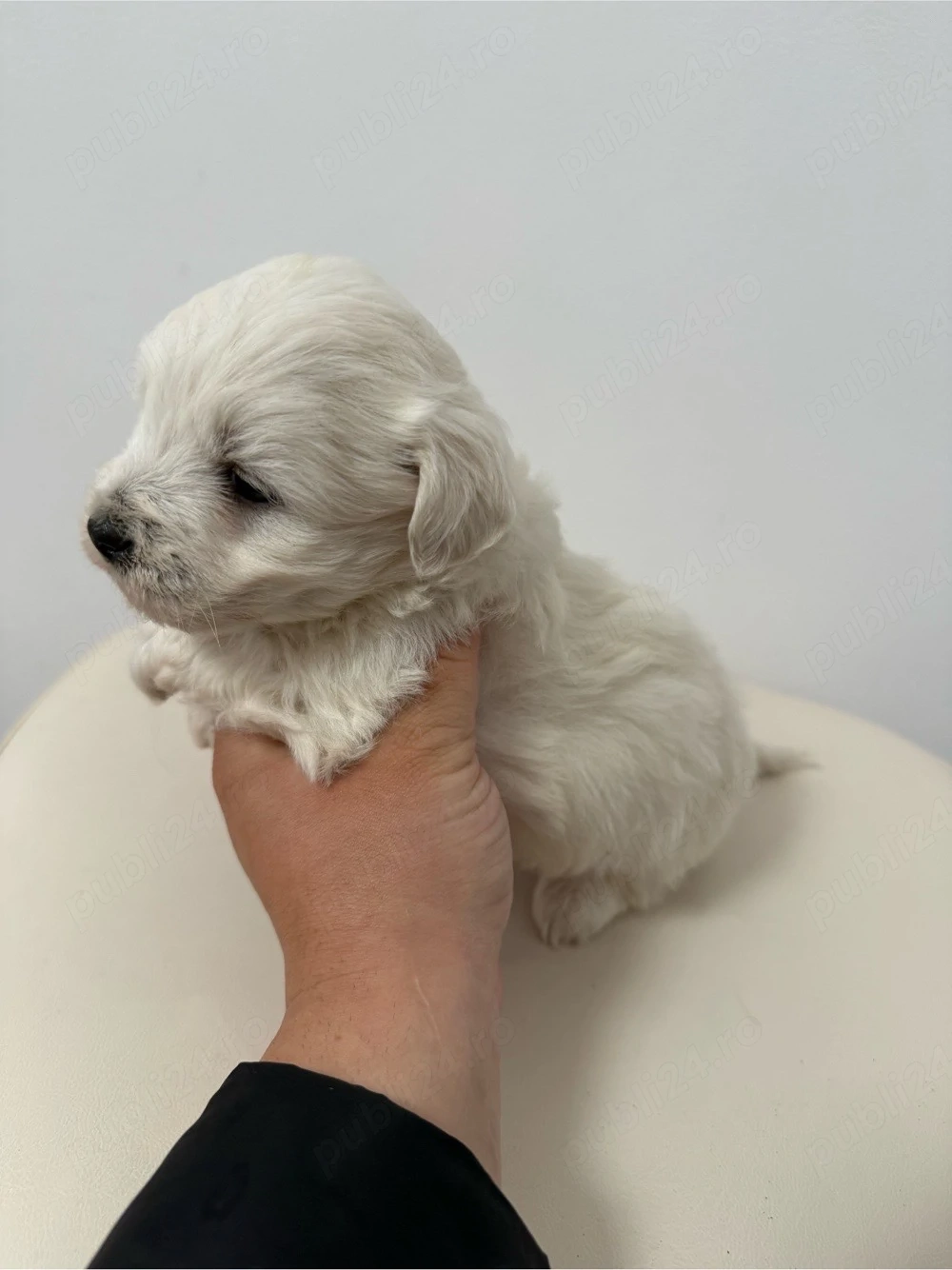 Bichon Maltese Talie Mica