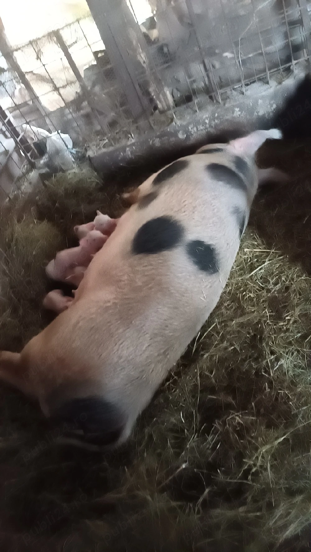 Vând purcea cu 12 porci 