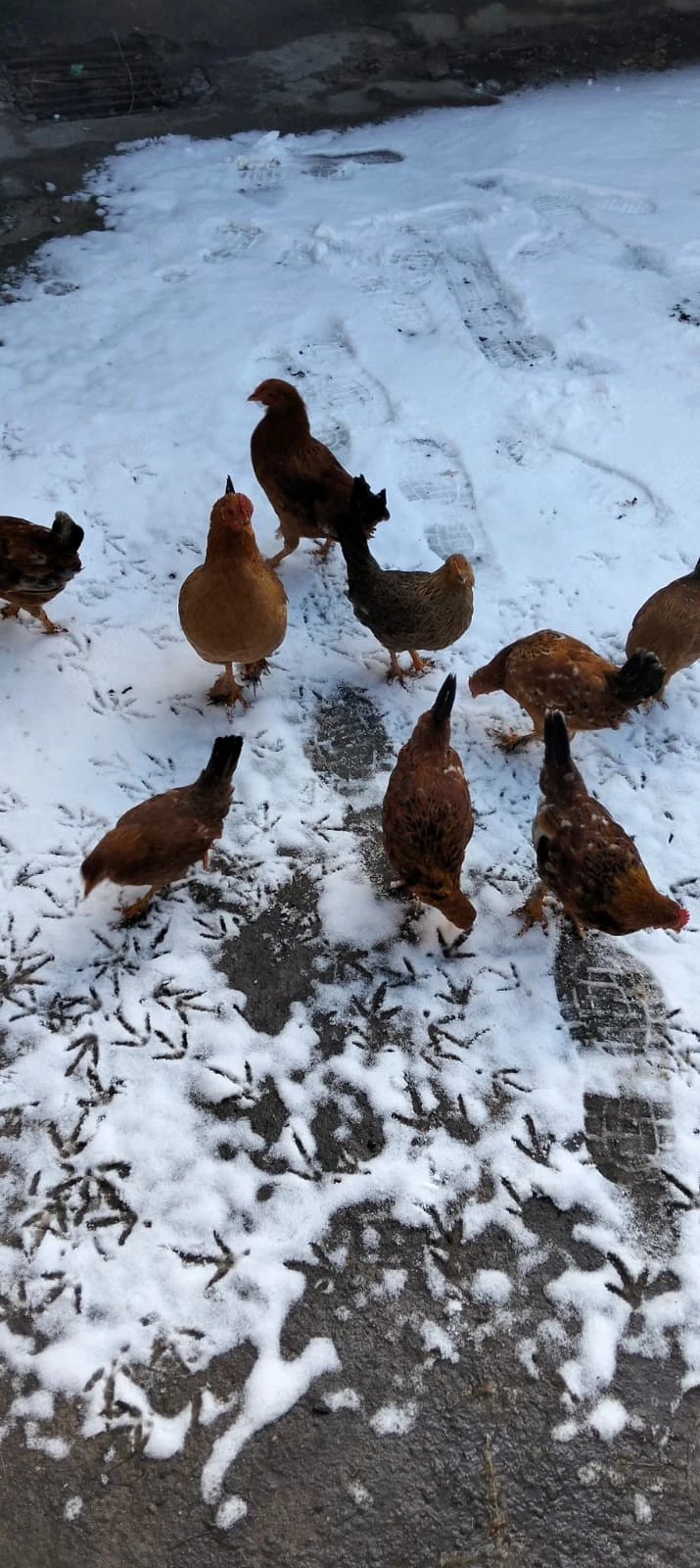  Vând 5 perechi de pitici 