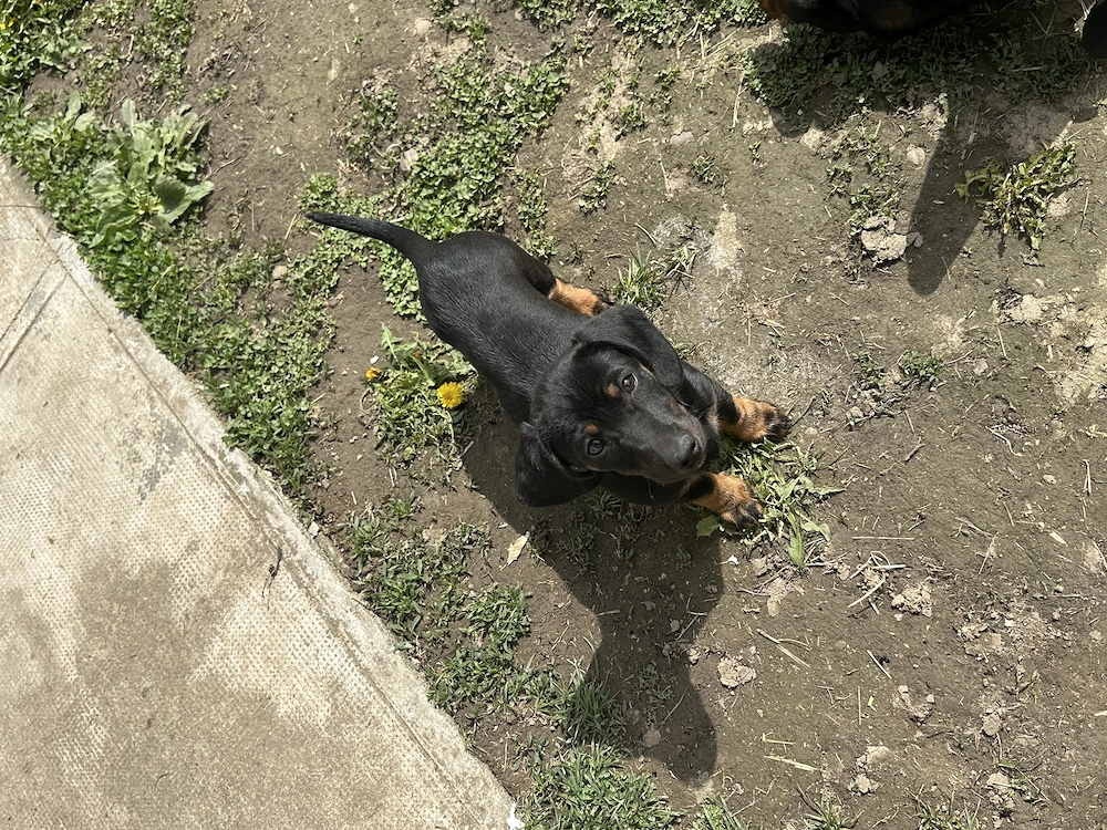 Vând două cățele teckel