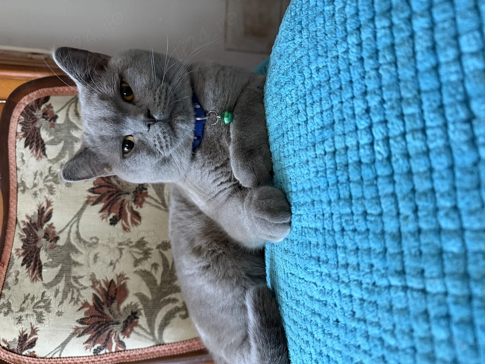 Motănel de vânzare !