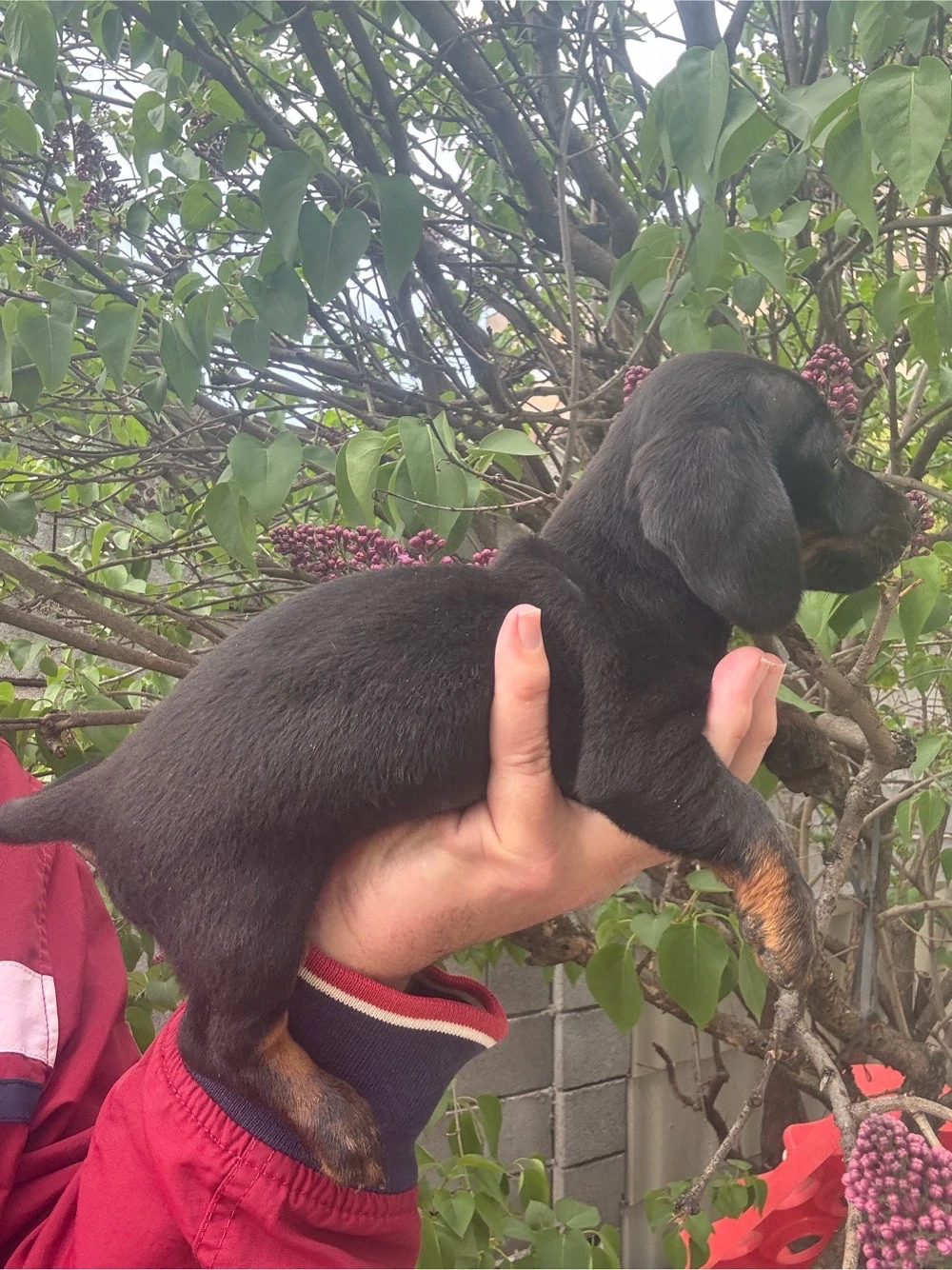 Teckel fetita si baiat Mini 