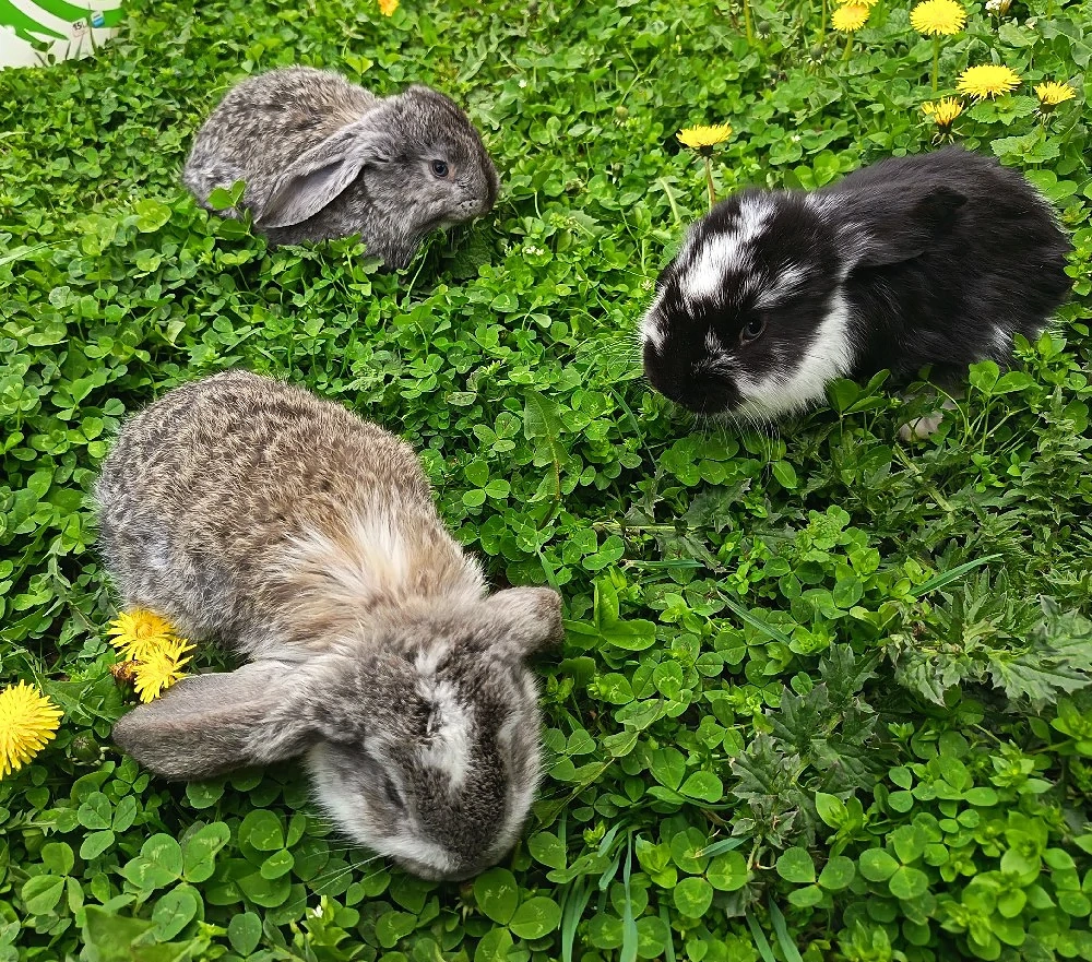 Iepurași și iepuri