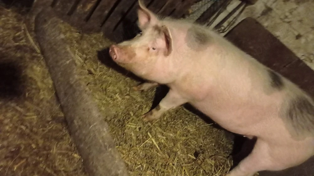 Porc de vanzare 