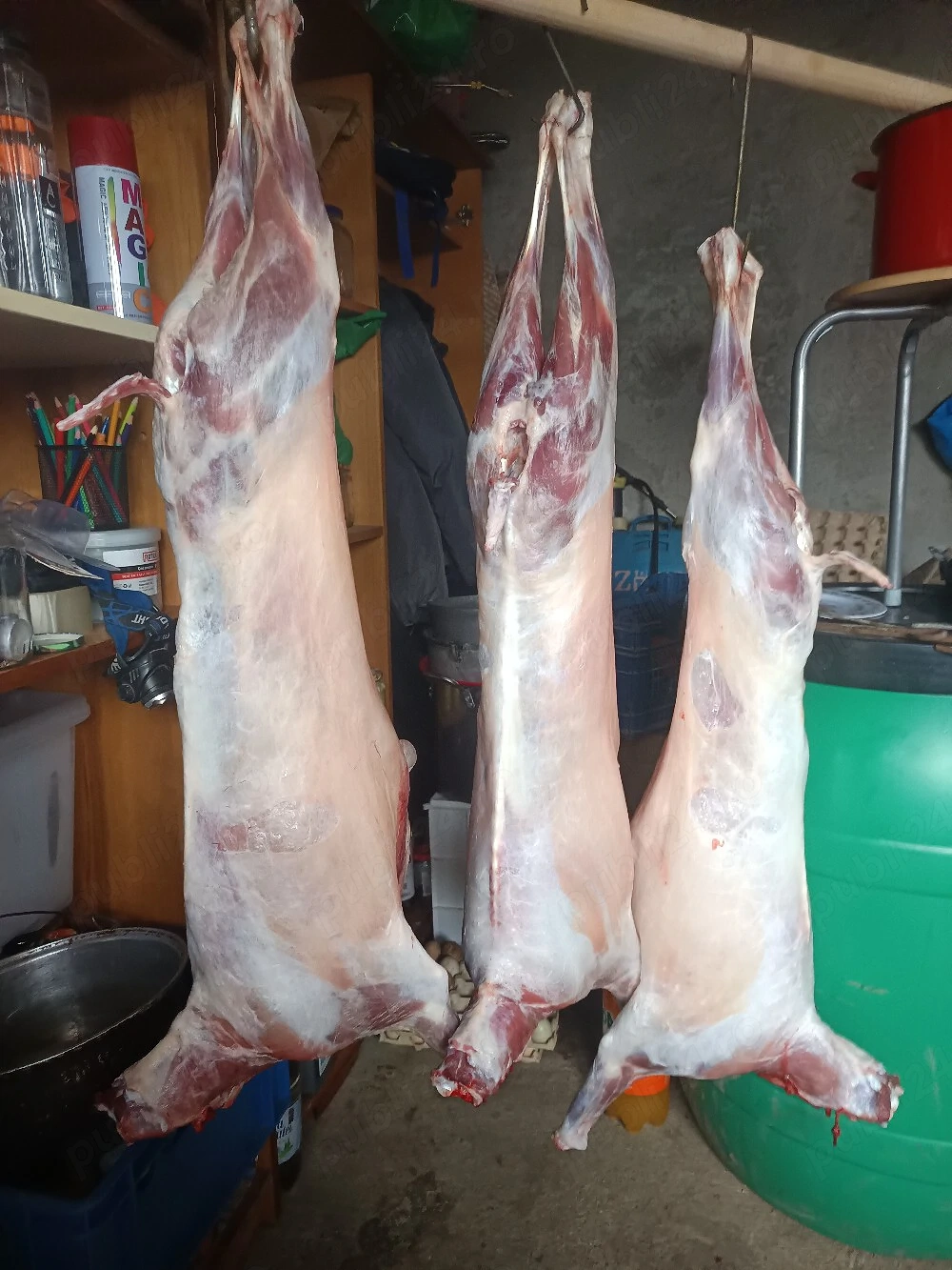 iezi de sarbatori