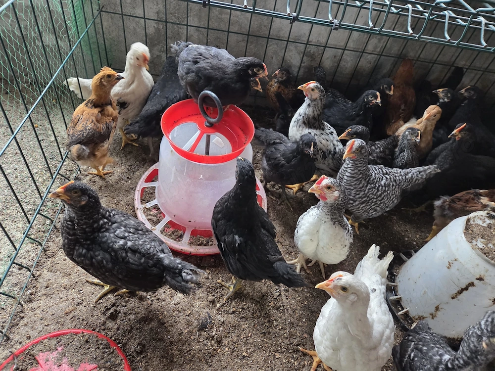Pui de vânzare rasa mixta  de 40 de zile