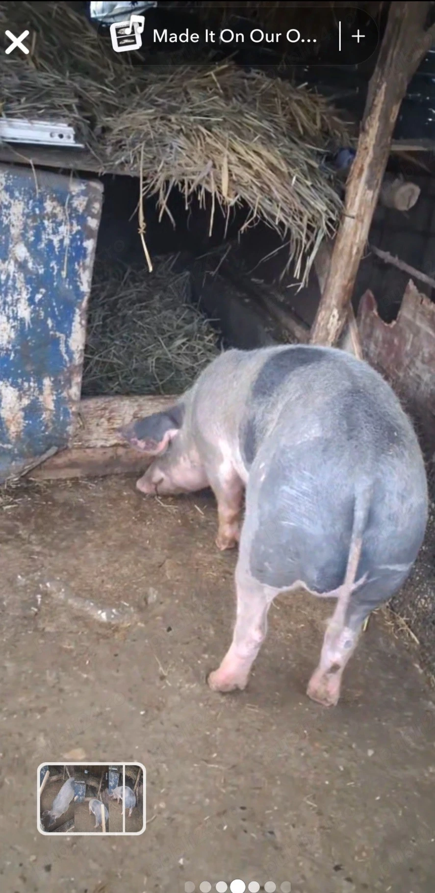 vand porc petran metiș 