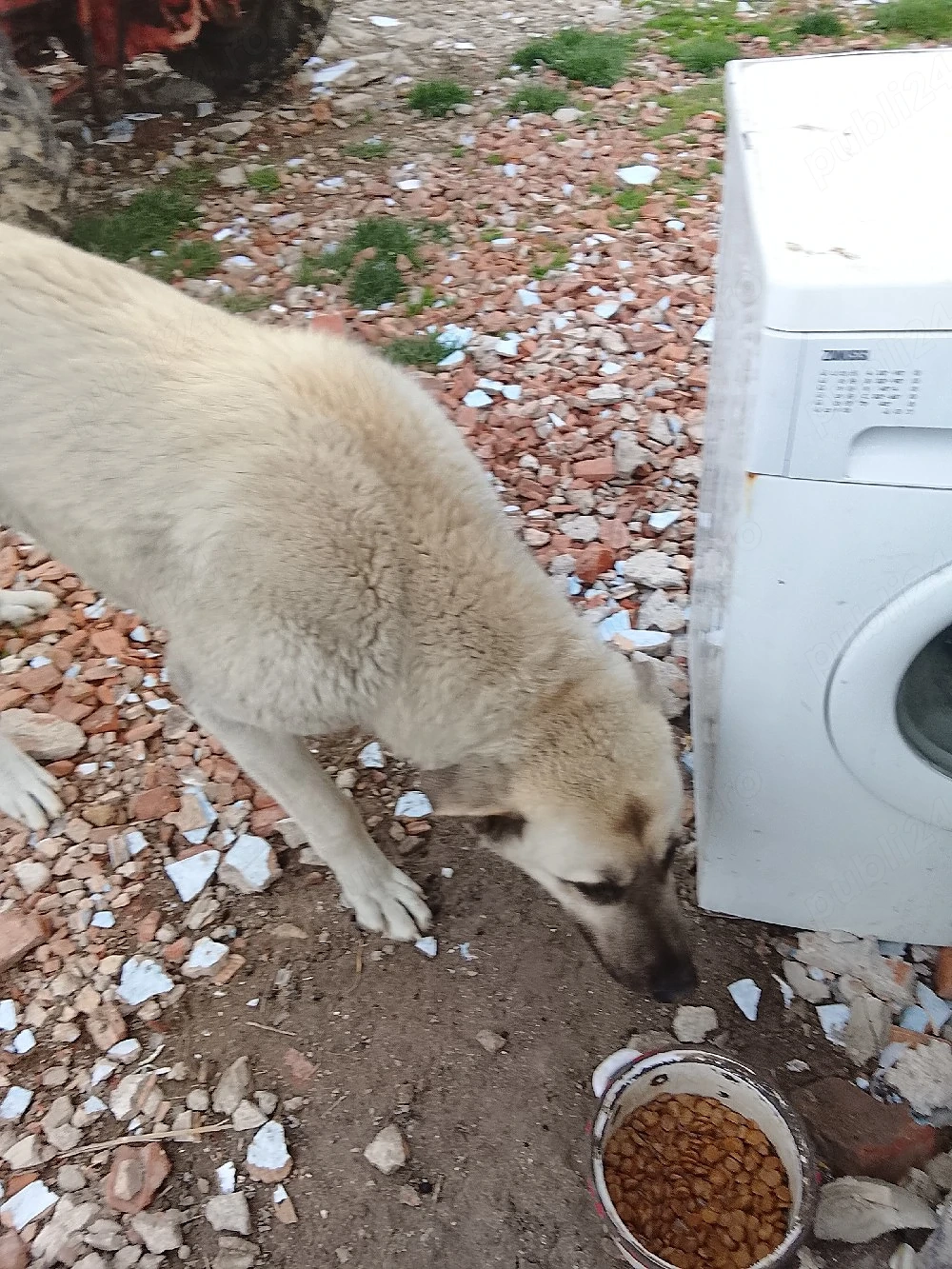de vânzare un câine 