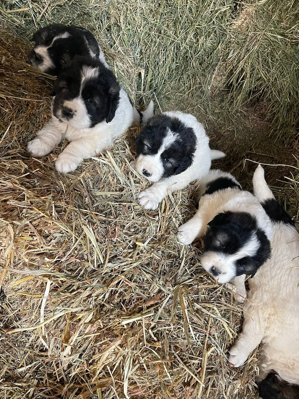 Ciobanesc de Bucovina de vanzare