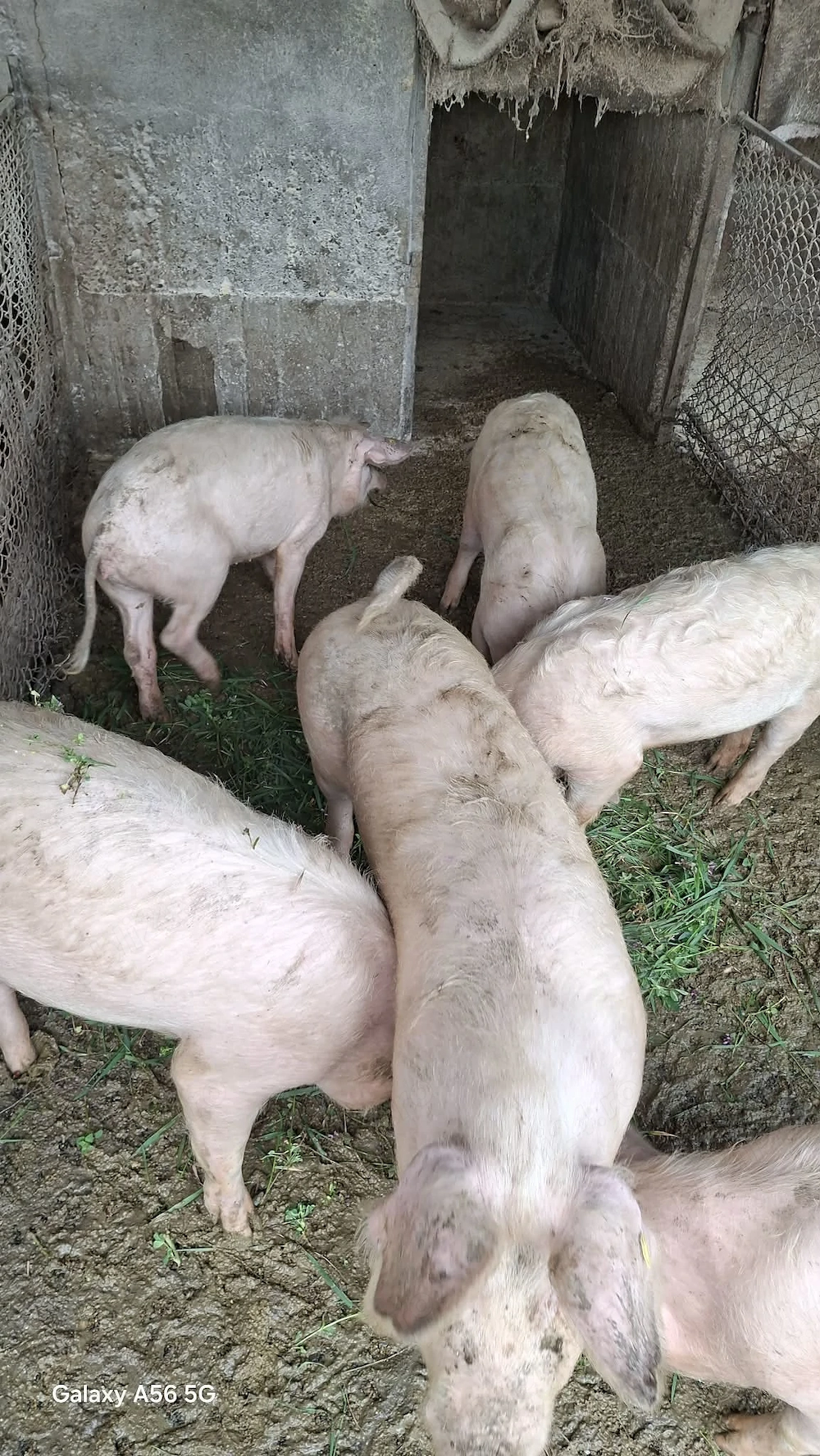 Porci de vânzare 