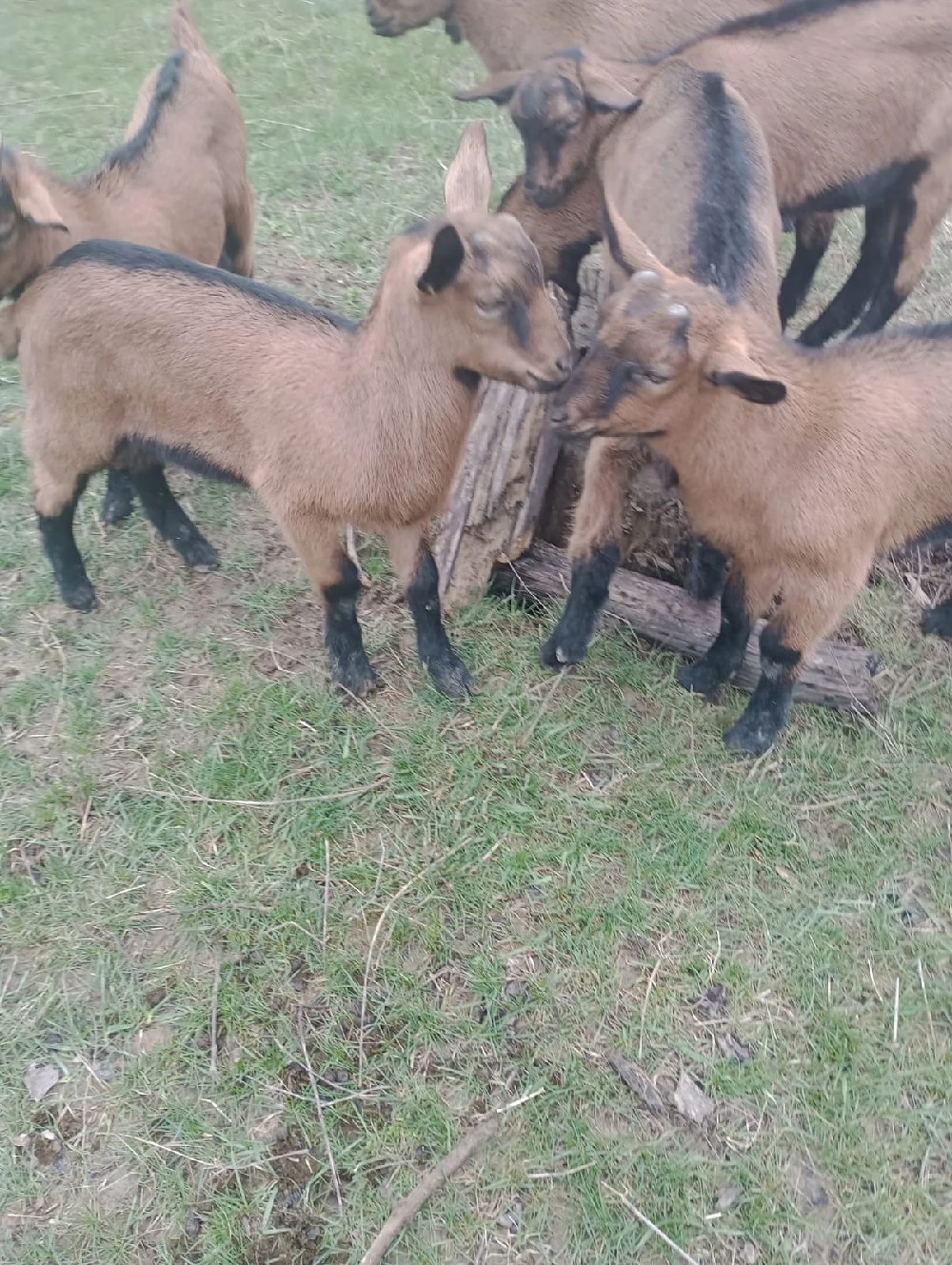 Tapisori alpina  franceza din parinti buni,ciuti genetic