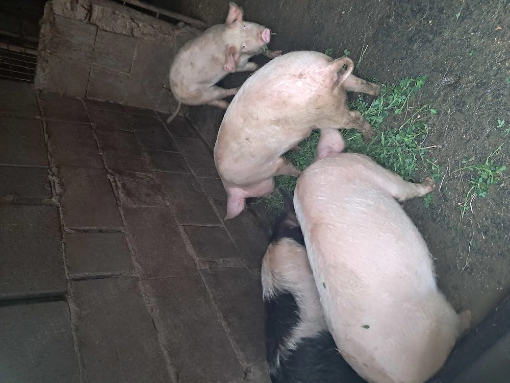 Vand soldani  scrofițe 