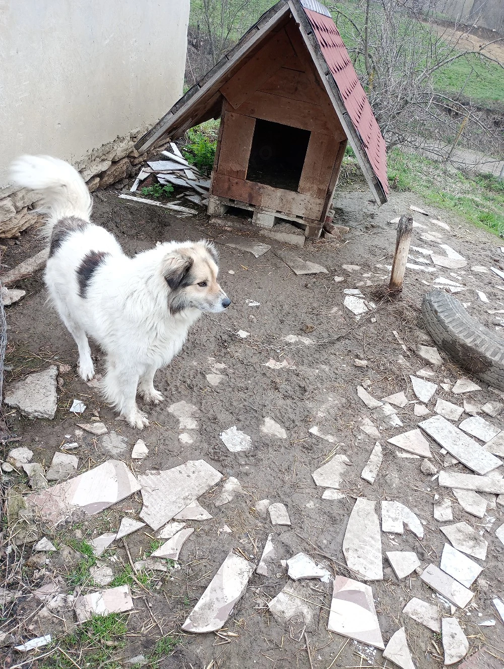 Caut stăpân responsabil si iubitor 