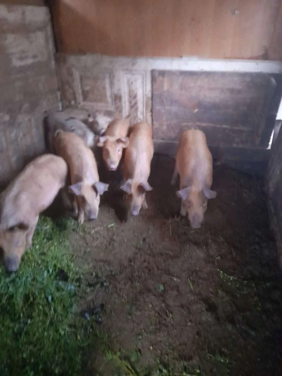 Vând purcei durog 30 40 kg 4 luni 600 de lei 