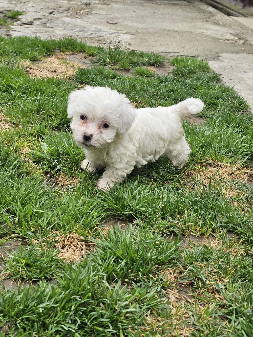 Vând pui Bichon 