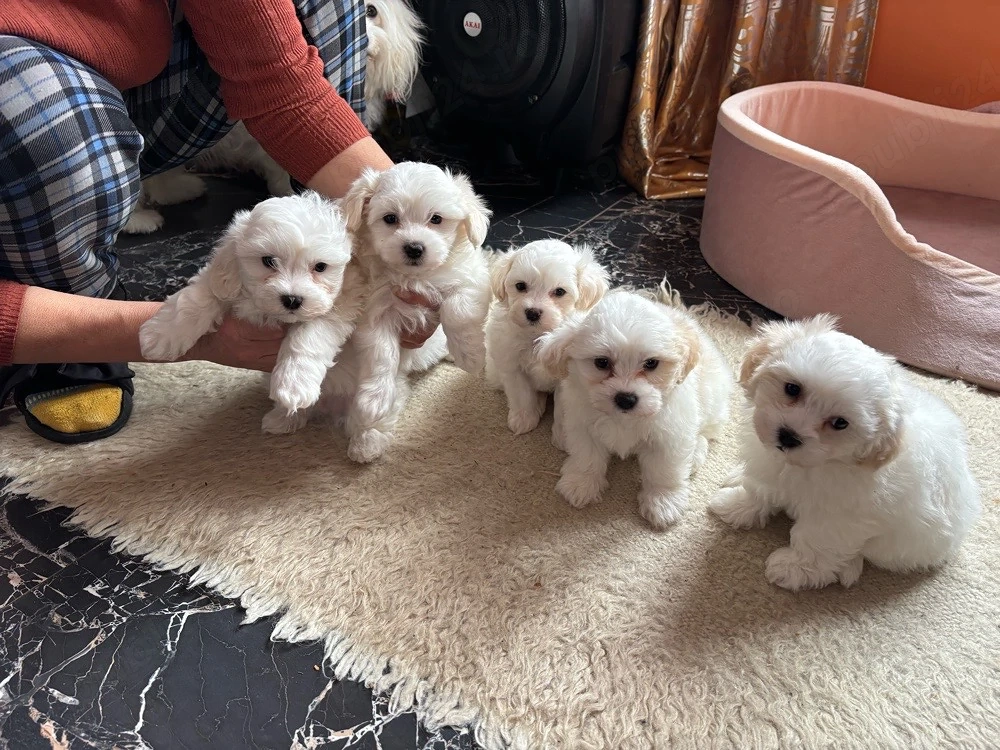 vand 5 cateii bichon havanez 