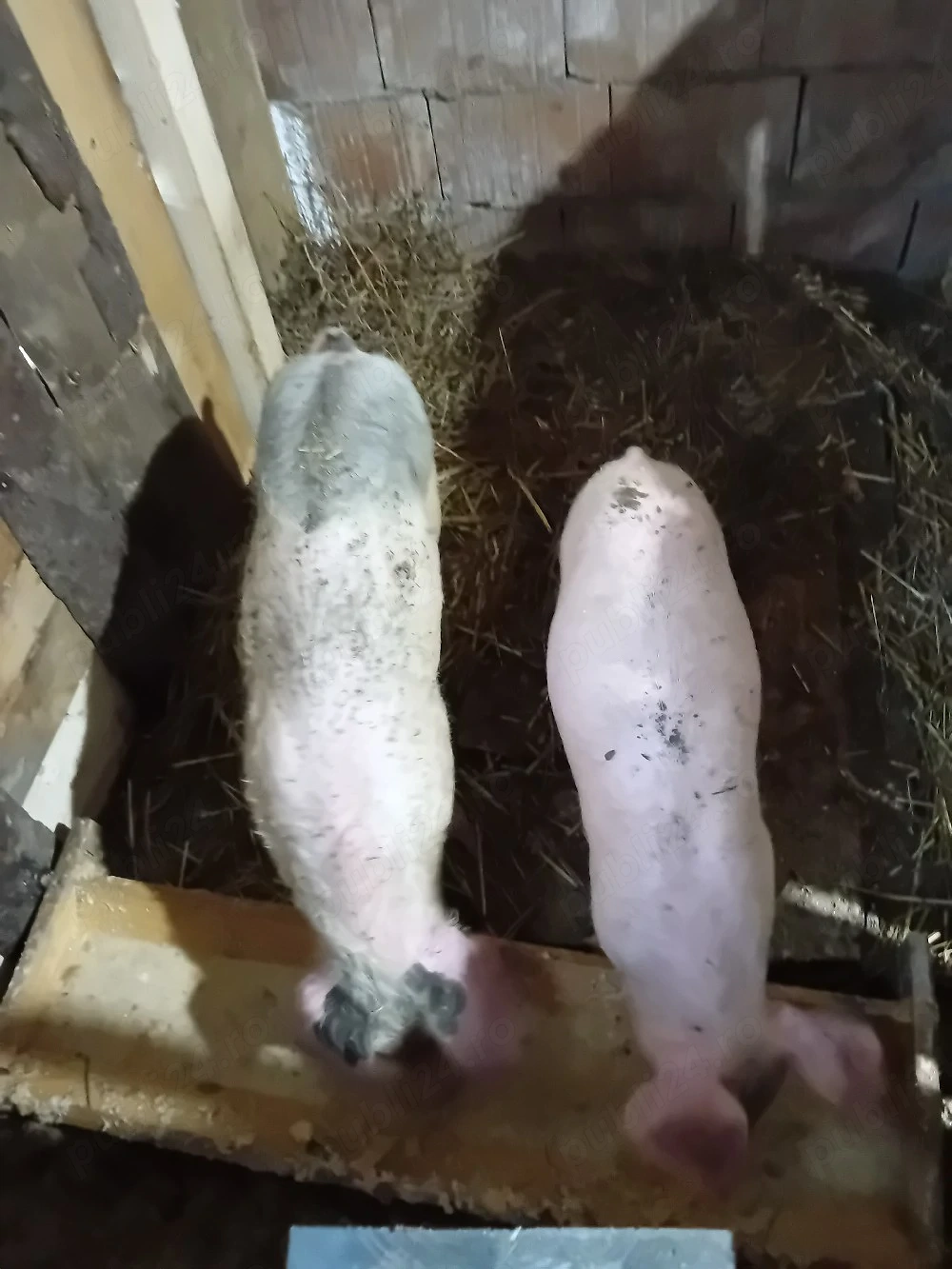 purceluși de vânzare 