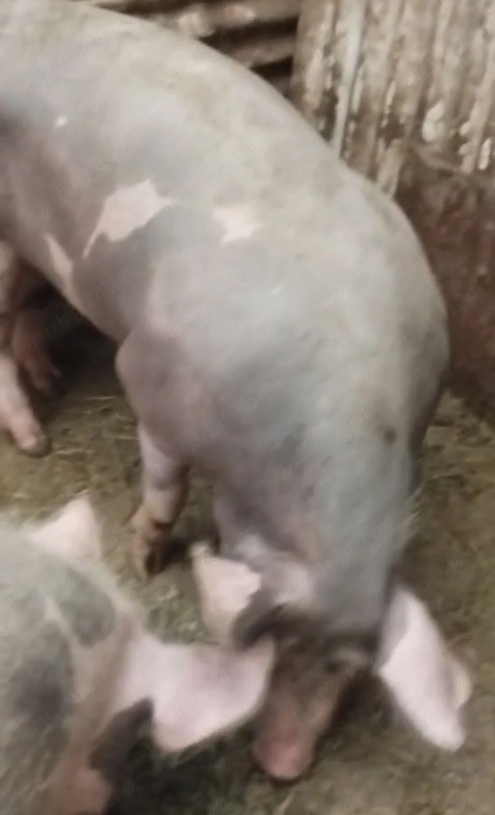 Porci de vânzare 17 lei kg