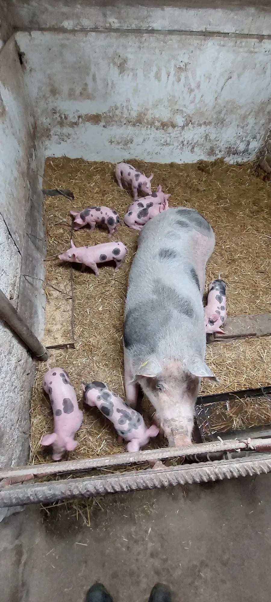 Vand scroafa cu purcei