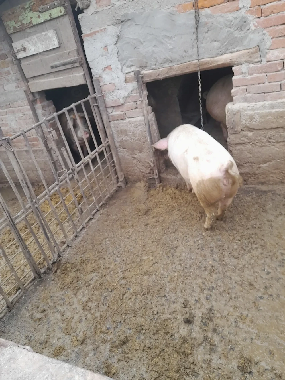 Vand porc 120--130 kg