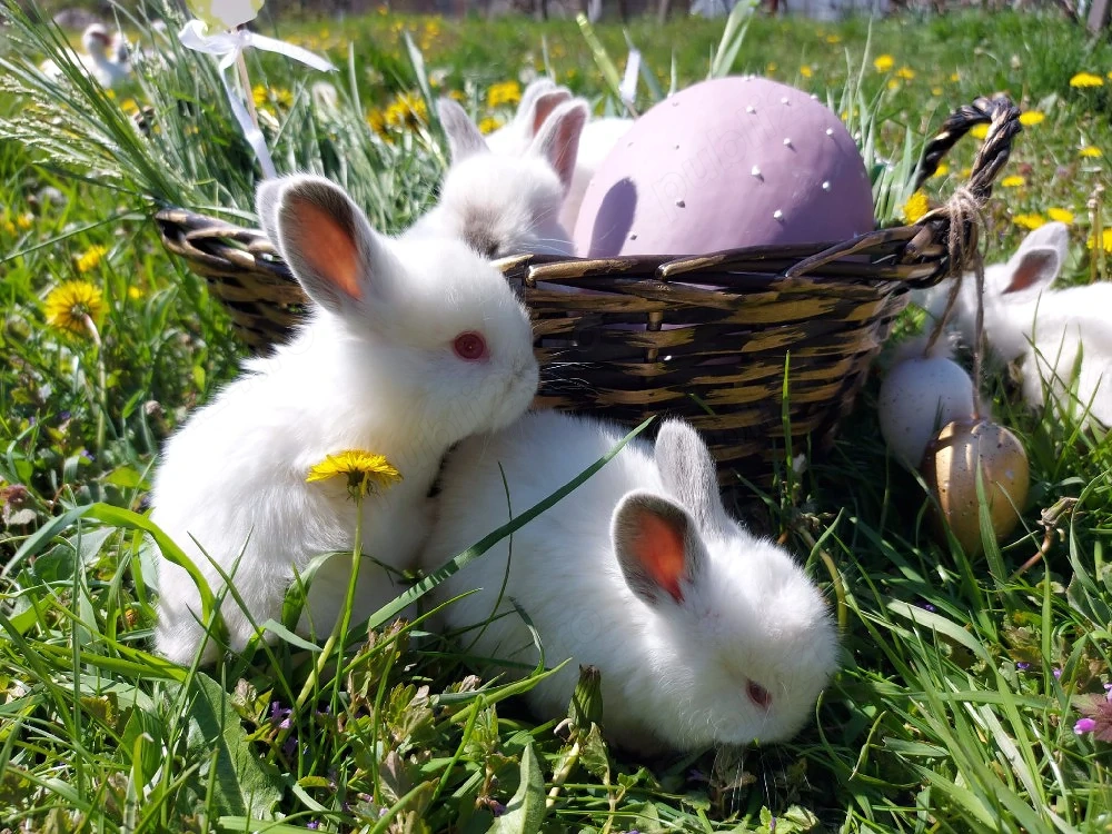 Iepurași de Paște!