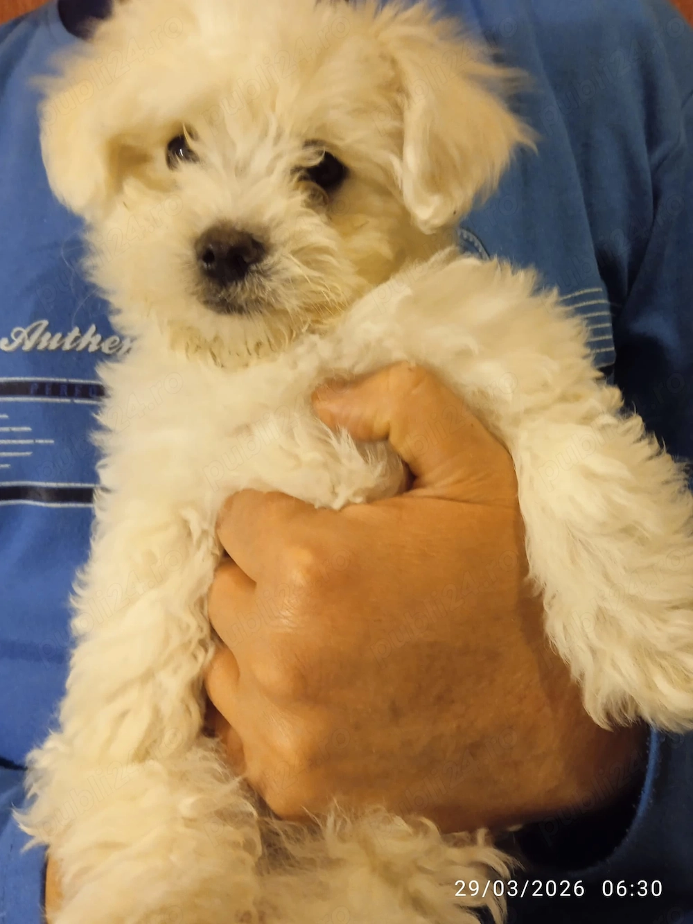 Vind pui bichon maltez alb, 3 luni, mascul