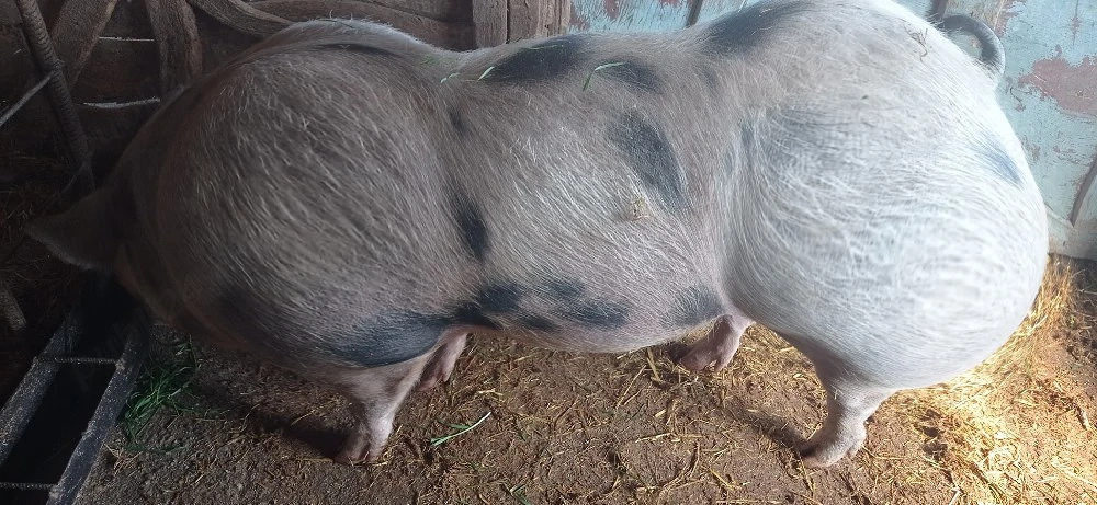 Vând purcea 120 kg gestantă