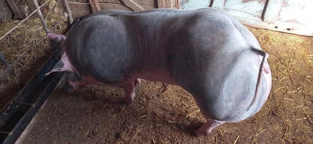 Vând purcea pietran belgian  la 90 kg